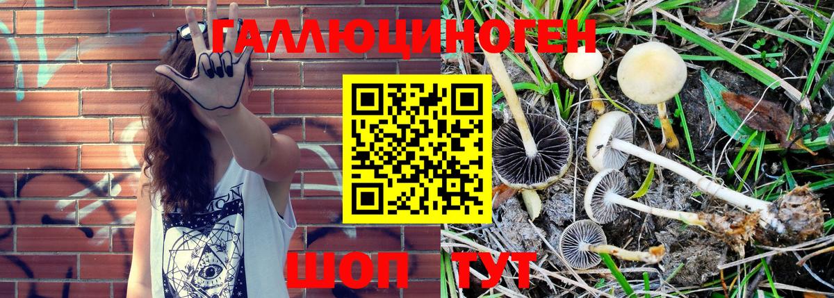 где продают наркотики  Галлюциногенные грибы Magic Shrooms  Вход с VPN  Ярославль 